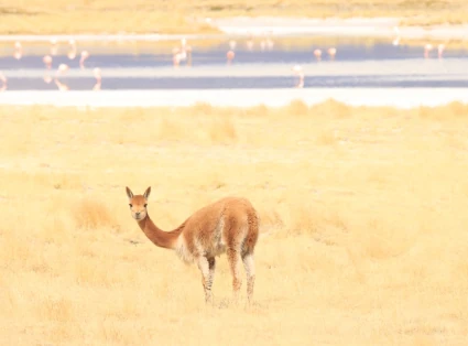 guanaco in the altiplano