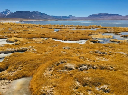 Altiplanic Lagoons
