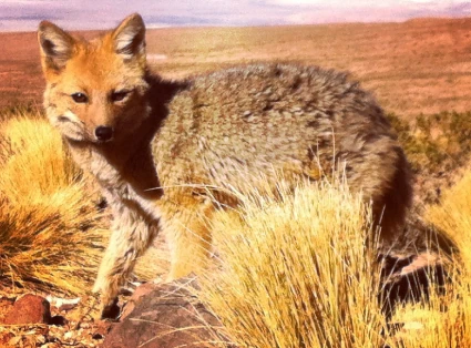 Andean Fox