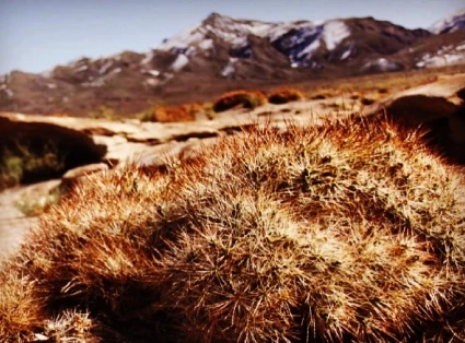 In the foreground a cactus, in the background a high plateau mountain